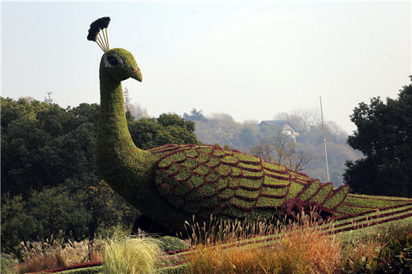 南京鼓楼广场 "孔雀"绿雕换冬装