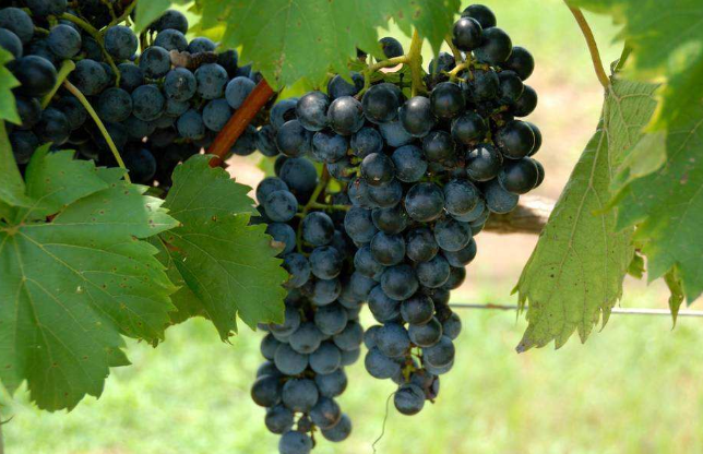 冬天也可去摘葡萄啦,扬大教授历时5年种出"冬葡萄"