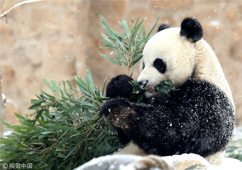 济南:大熊猫雪中撒欢尽显萌态