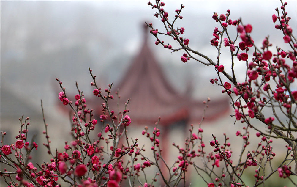 虽然春寒料峭,但仍然阻挡不住春天的脚步,2月26日,江苏句容下蜀镇长江