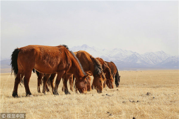 甘肃张掖:成群山丹马大草原觅食