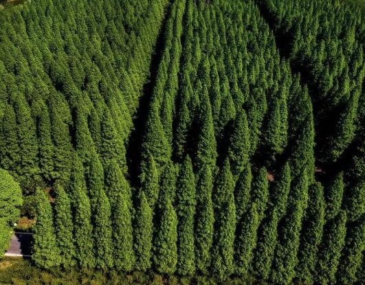 绿杨城郭新画卷!盐城沿海百万亩生态防护林建设带来浓浓绿意