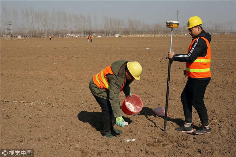 2019年河北雄安新区春季植树启动 工人们现场修剪树苗