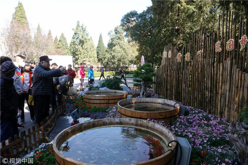 北京:景山公园首次举办春季文化活动 "木海观鱼"盛景再现
