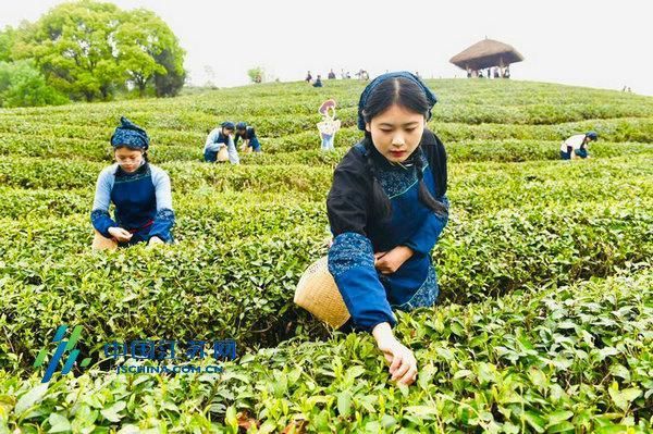 2019liyangteafestivalandtianmulaketourismfestivalopens