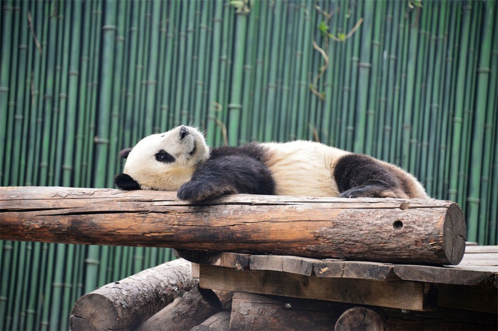 北京:大熊猫变"趴趴熊"吃睡 "醉卧"花丛中