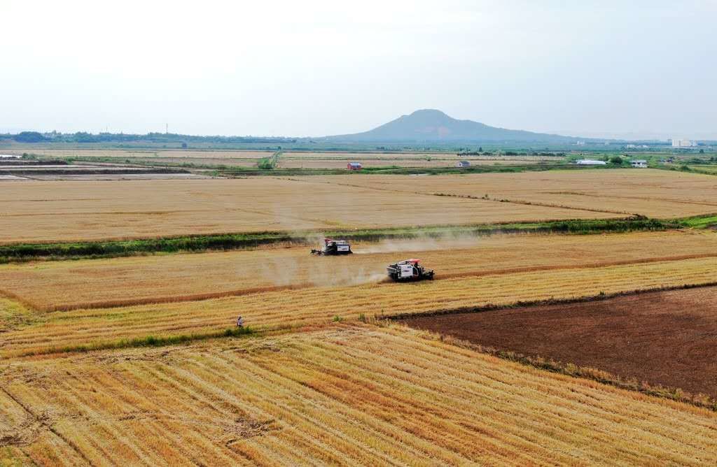 江苏句容:万亩良田麦浪涌 金色大地丰收曲