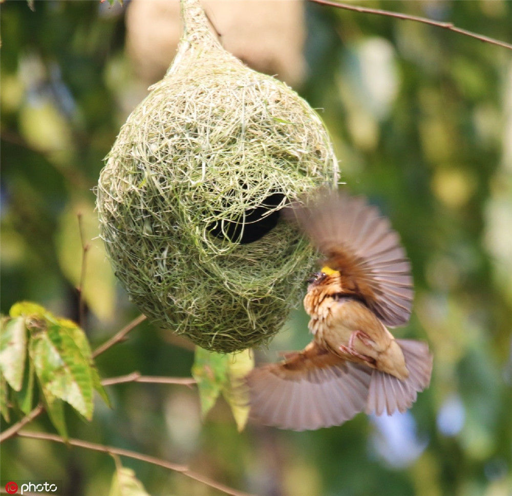 云南普洱:黄胸织布鸟扎堆筑巢 近百个鸟巢筑甚为壮观_荔枝新闻