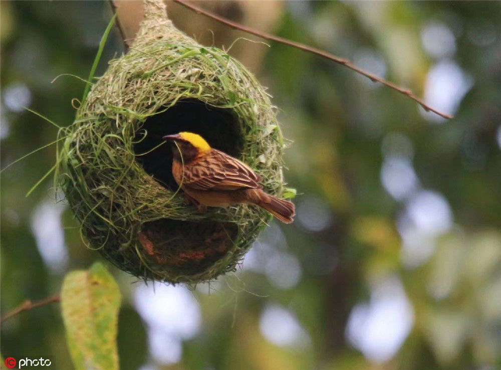 云南普洱:黄胸织布鸟扎堆筑巢 近百个鸟巢筑甚为壮观