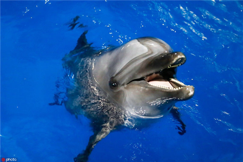 2019年5月7日,重庆永川,宽吻海豚露出微笑表情.