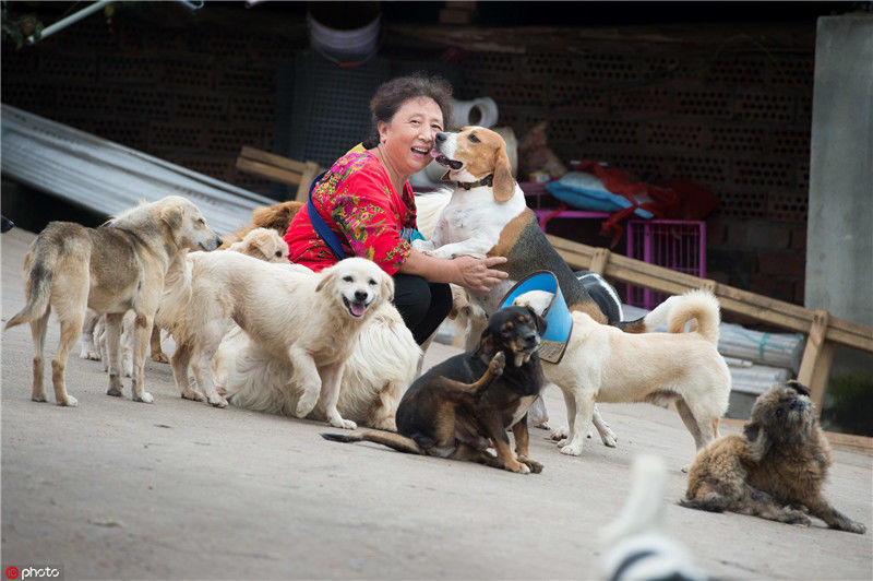 在四川成都双流爱之家动物救助中心,七十岁的陈运莲,和狗狗们依偎在一