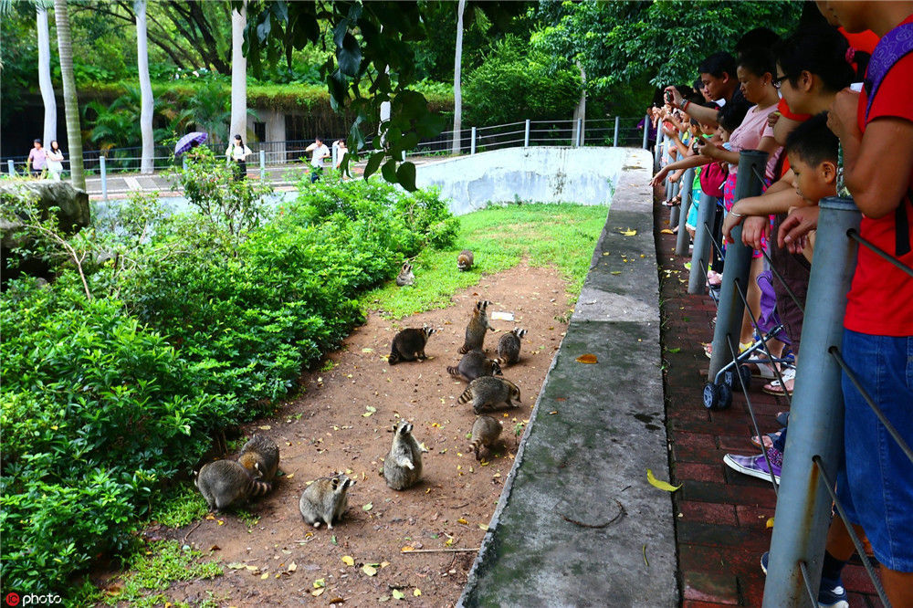 月6日,广州市动物园内的浣熊参观区,游客围着数十只浣熊争相投喂零食