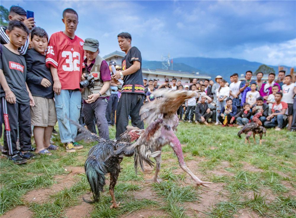 四川凉山:彝族火把节斗鸡比赛精彩上演