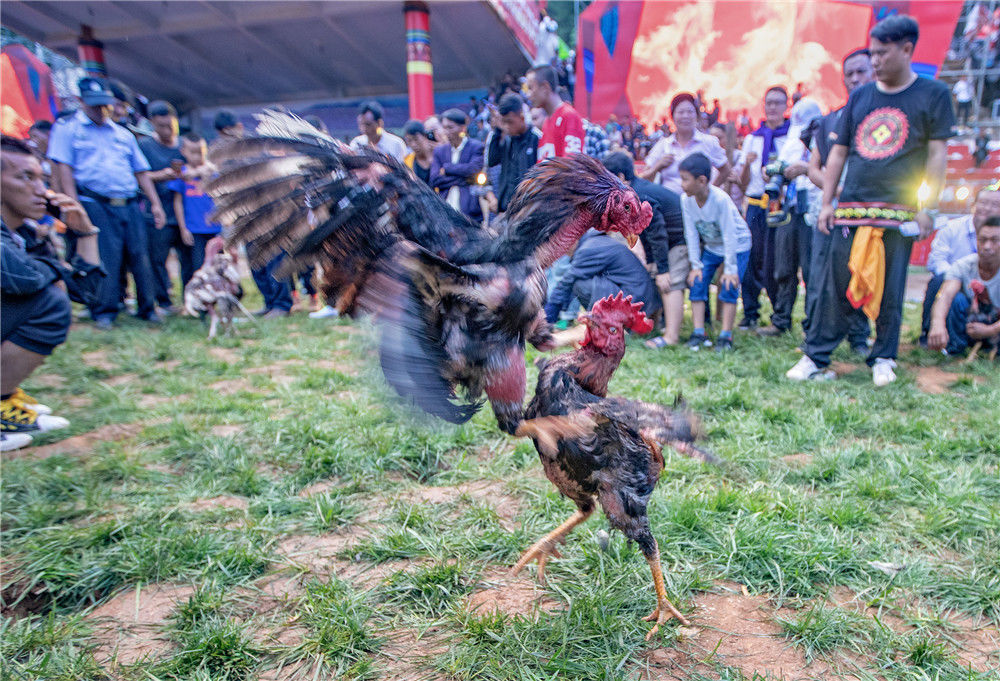 彝族斗鸡图片