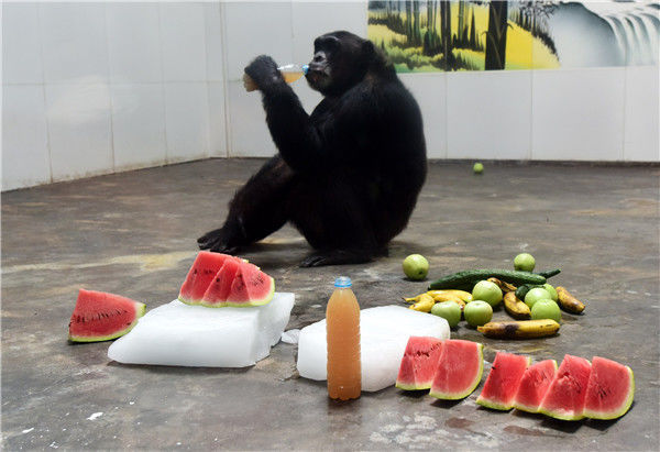 看动物们花式避暑过夏天