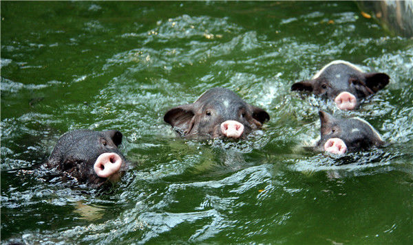 看动物们花式避暑过夏天