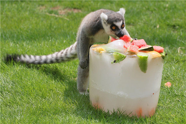 看动物们花式避暑过夏天