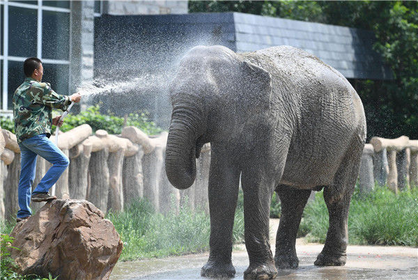 看动物们花式避暑过夏天