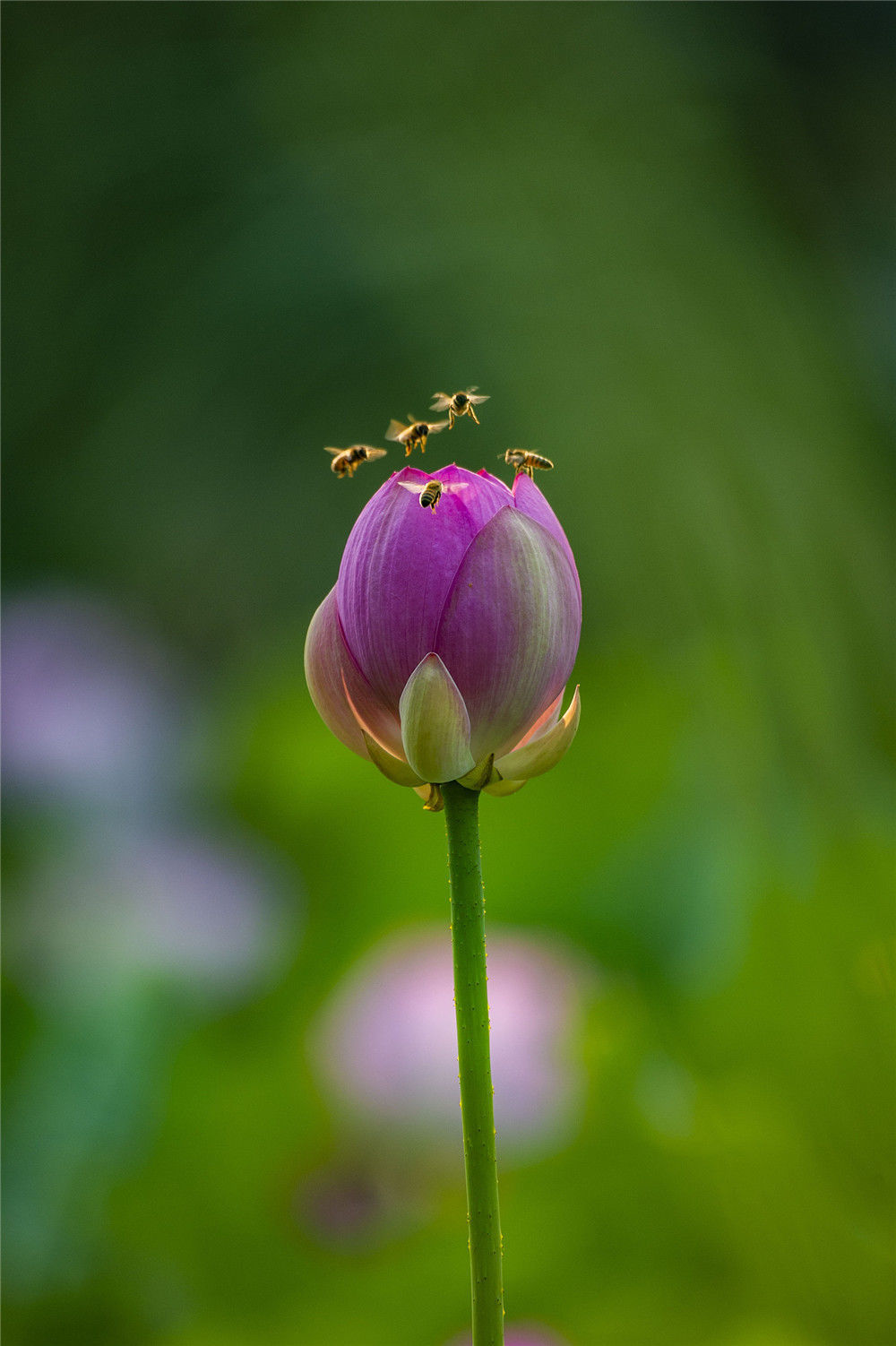 2019年7月6日,蜜蜂在山东省潍坊青州市南阳河公园荷塘里的荷花上飞舞.