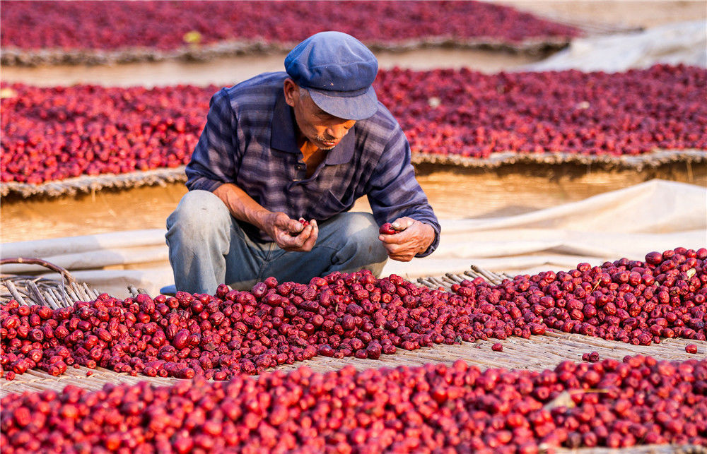 2014年10月25日,河南省内黄县中召镇枣农在晾晒大枣.