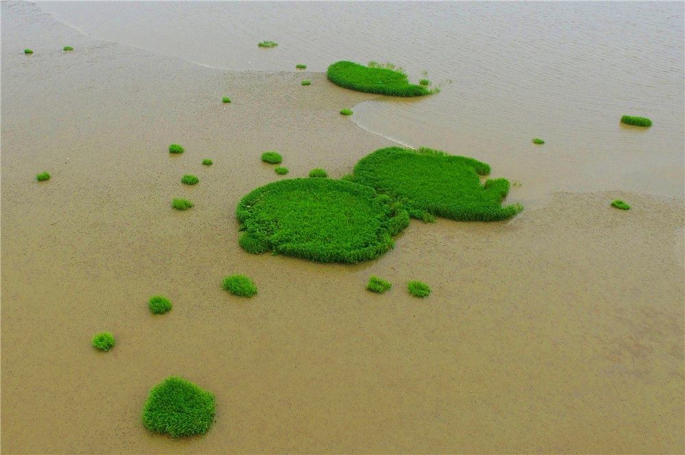 这是航拍涨潮中的青岛市胶州湾国家级海洋公园滩涂,各种海洋生物为