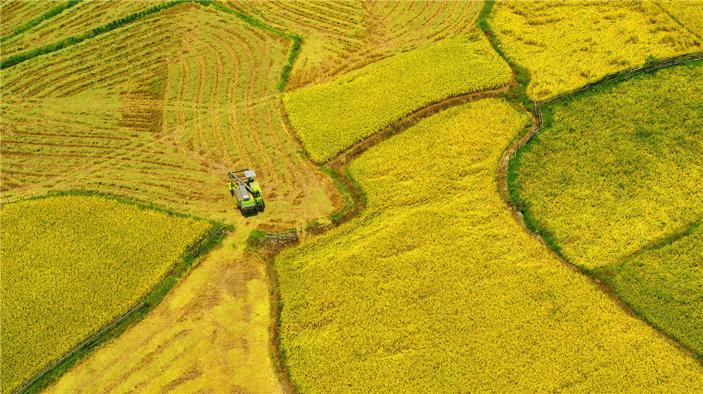 江西吉安:白露将至 农民抢收中稻忙