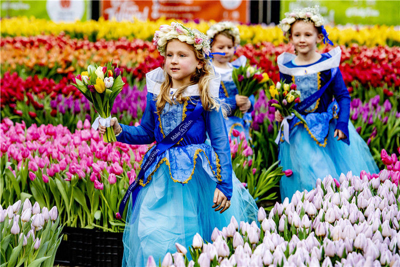 荷兰郁金香节开始