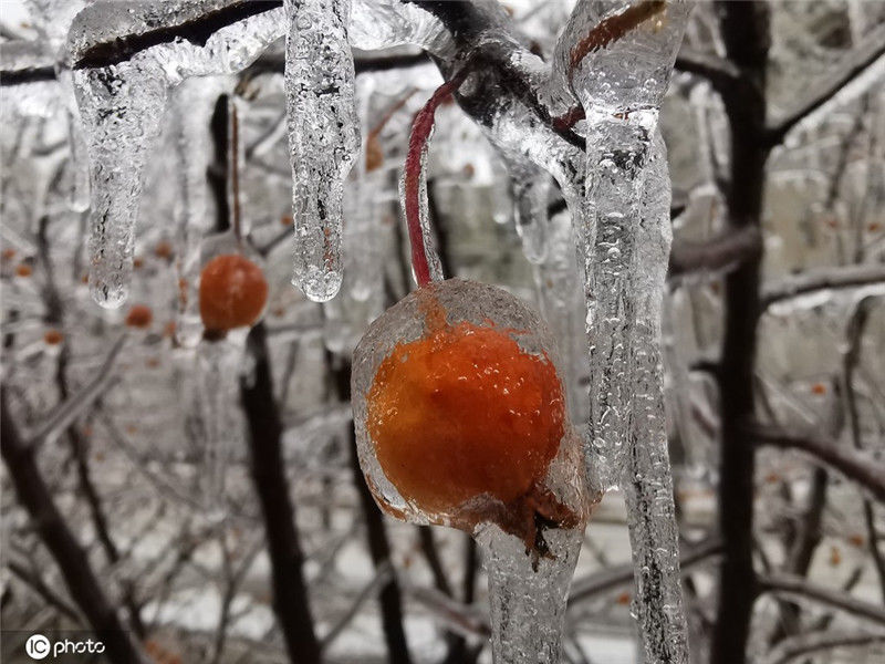 长春雪后现罕见冰挂美景 晶莹剔透