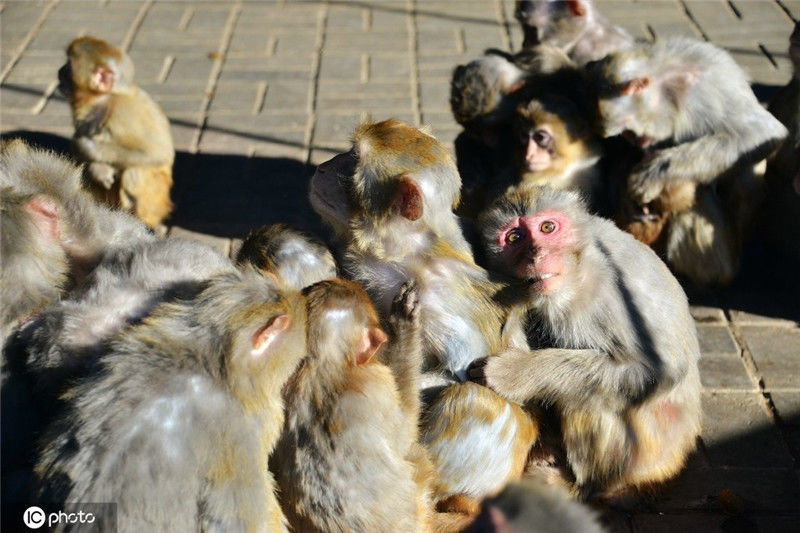 北京气温走低 动物园猴子抱团取暖