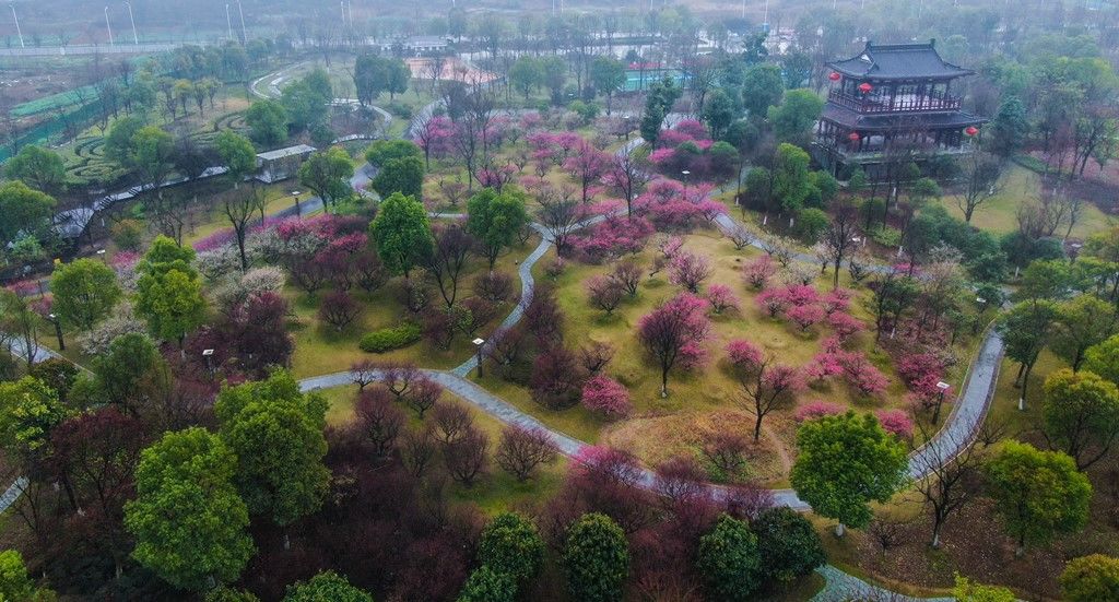 暗香浮动雨中梅,妖娆妩媚惹人醉,一场春雨将镇江句容市贾纪山公园的