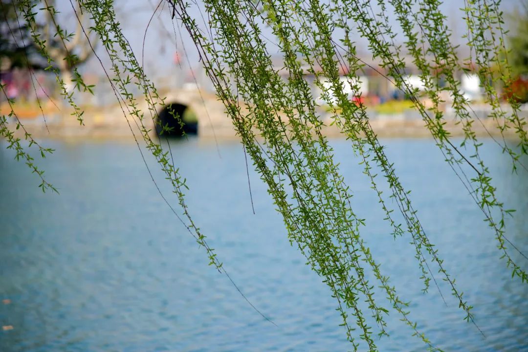 徐州春天从金黄到悠扬:声色动人,正是汉王好时节!