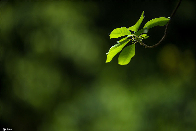 2020年3月24日,广州,春分刚过,树上,地里都是嫩绿的萌芽,好一幅初春