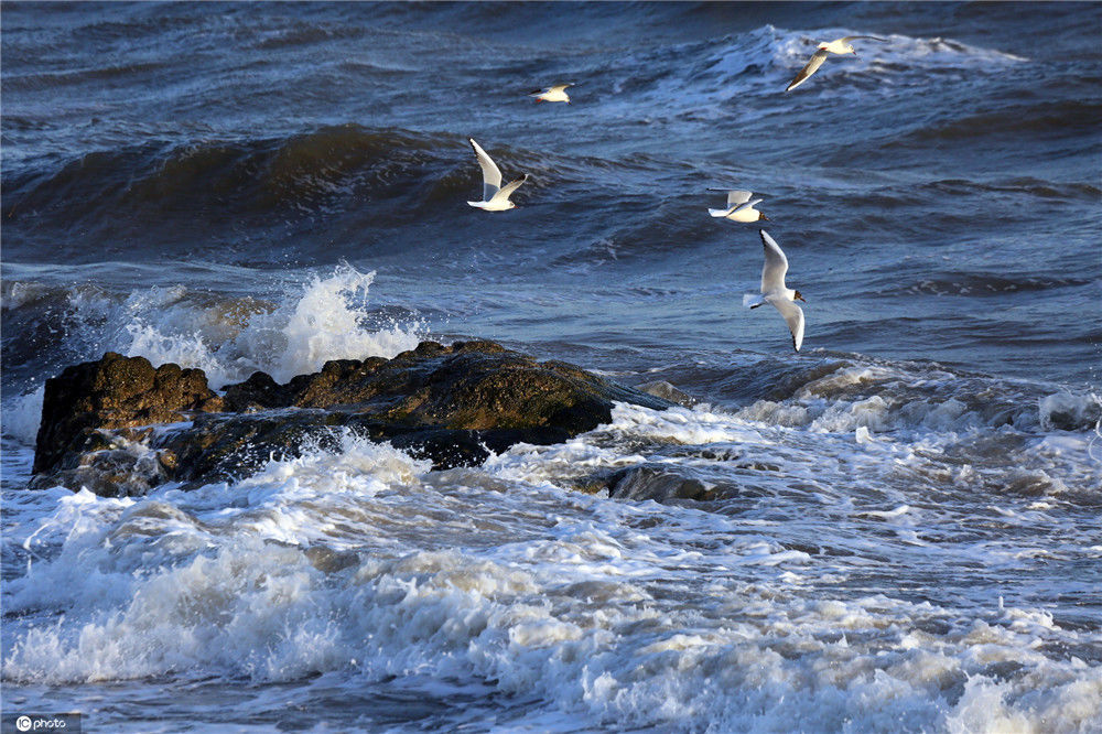 倒春寒中的河北北戴河大浪滔天 海鸥飞舞蔚为壮观