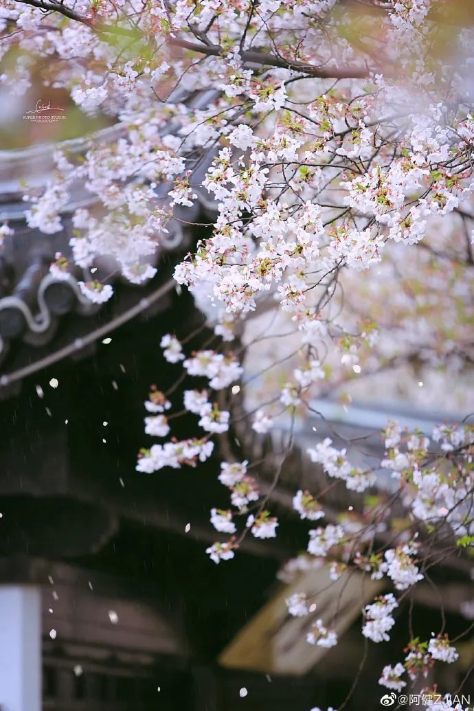 可以再賞一場微雨落花而明日全省再迎弱降水圖為無錫黿頭渚,雨中落花