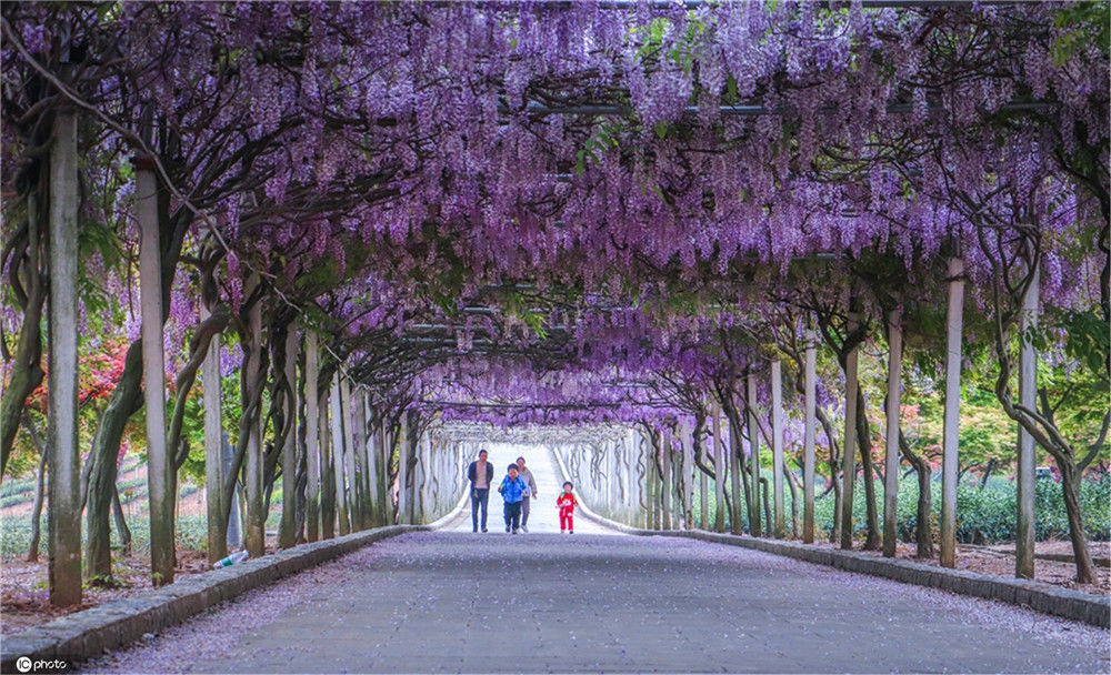 江苏镇江"紫藤长廊"花开如瀑 灿若云霞美不胜收2020-04-20