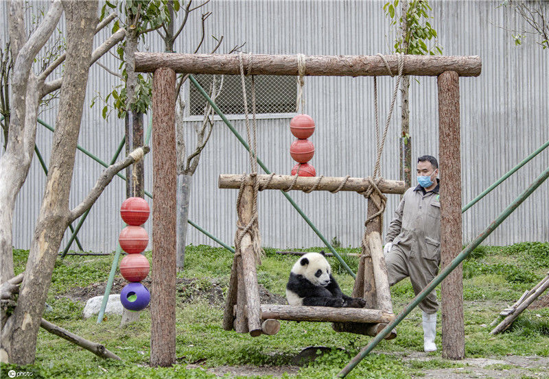 直击大熊猫饲养员遛娃晒娃现场