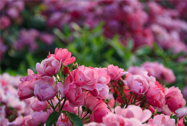 江苏常州城市花园繁花似锦初夏美