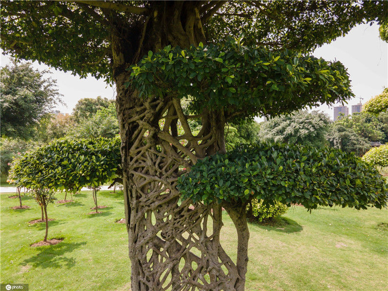 广西南宁这棵网红树走红全城