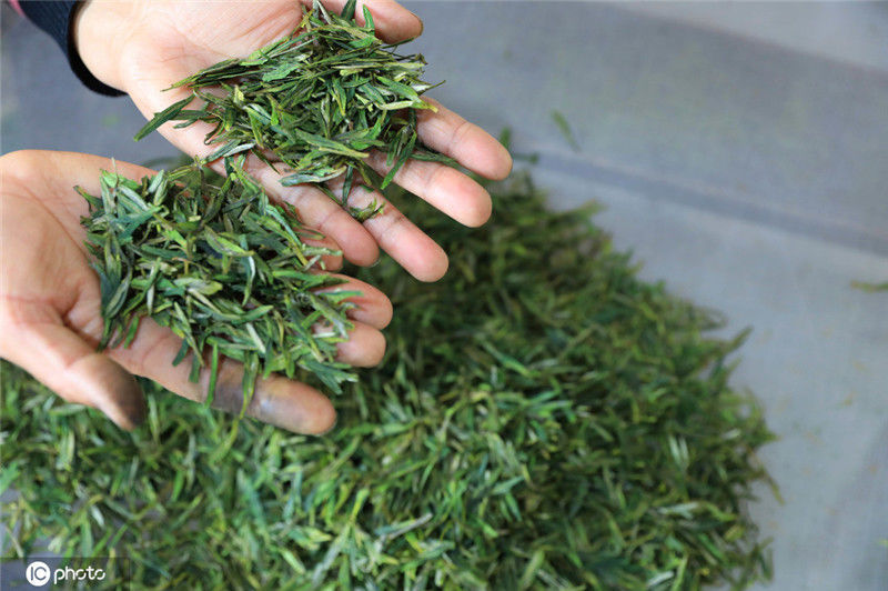 在浙江省杭州市临安区天目山镇九里村,茶农在查看炒制好的茶叶质量