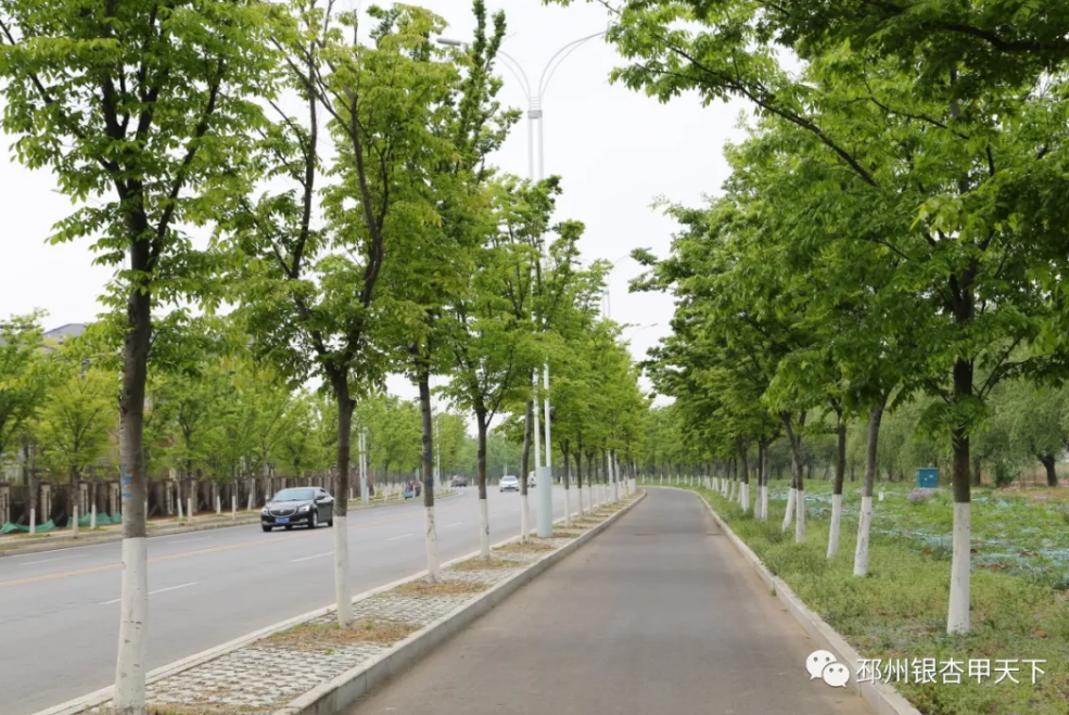 在园林绿化建设中注重色彩区分规划,通过以规建绿,补植行道树等方式