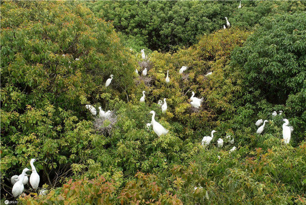 江苏海安强化绿化 众多候鸟筑巢"生儿育女"