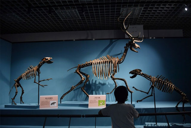 来触摸260万年前的古生物化石 北京自然博物馆古兽传奇特展开幕