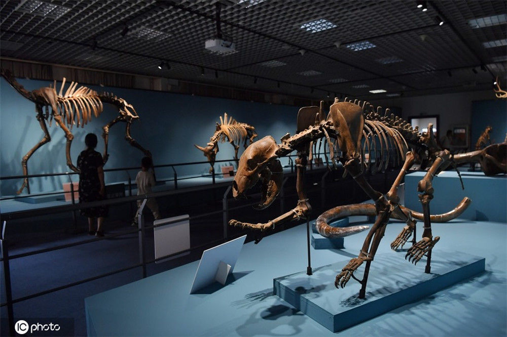 北京自然博物馆,展厅内陈列了猛犸象,披毛犀,裴氏转角羚羊等大型动物