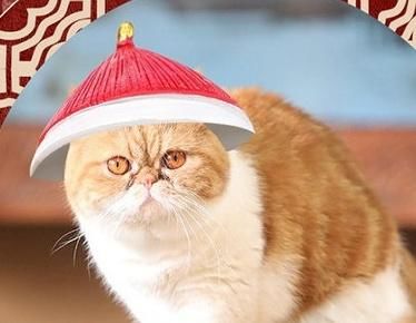 在《上新了,故宫》中走红的故宫御猫"鲁班"