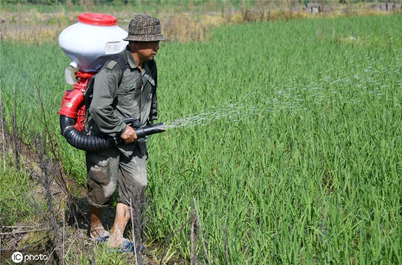 农民在水稻田里忙着施肥,确保粮食丰收