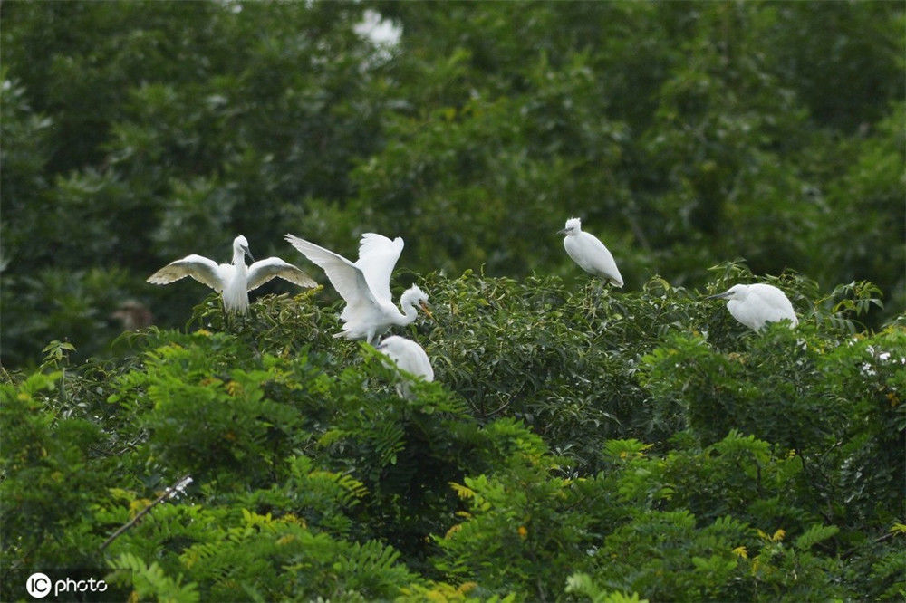 山东青岛:红海滩再现"鹭鸟天堂"