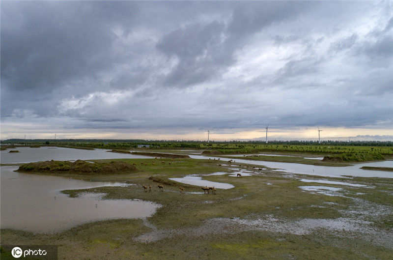 麋鹿在盐城大丰黄海湿地自由奔跑觅食_荔枝新闻
