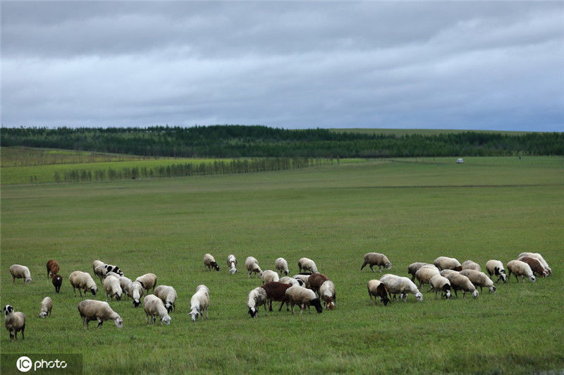 呼伦贝尔大草原群羊排队穿越公路 场面壮观2020-09-17