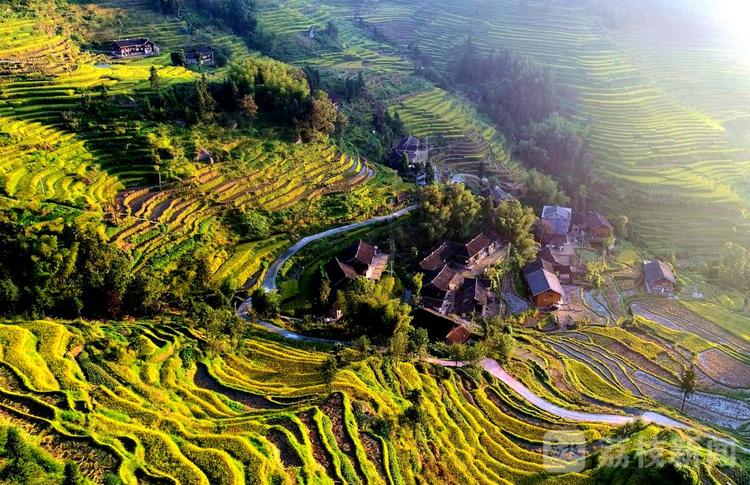 紫鹊界梯田秋景 曾文贵摄