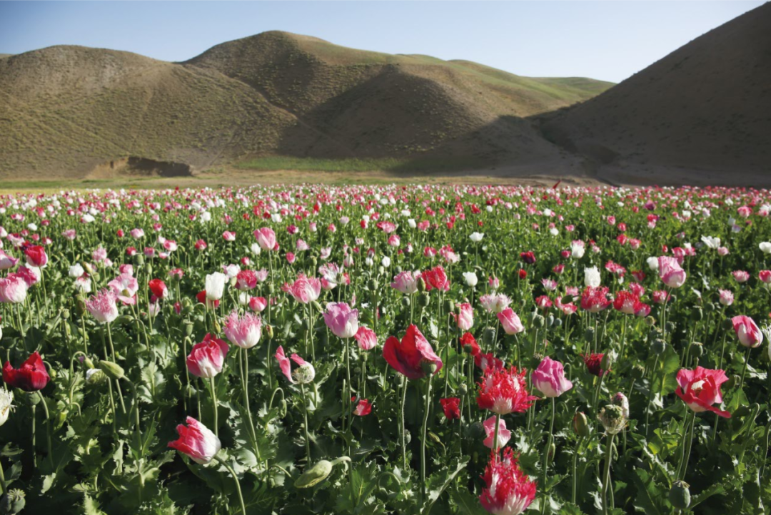 刘拓拍摄的去贾姆宣礼塔路上的罂粟田